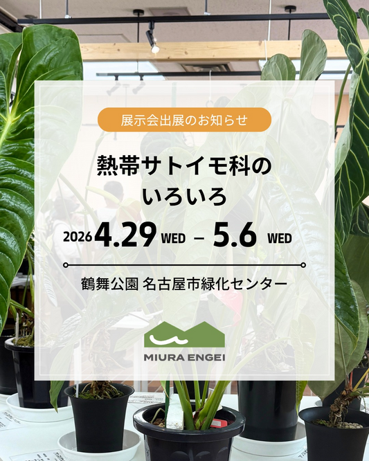 名古屋市緑化センターが熱帯サトイモ科のいろいろ2026を開催、アロイド植物の大株展示と販売会が注目に