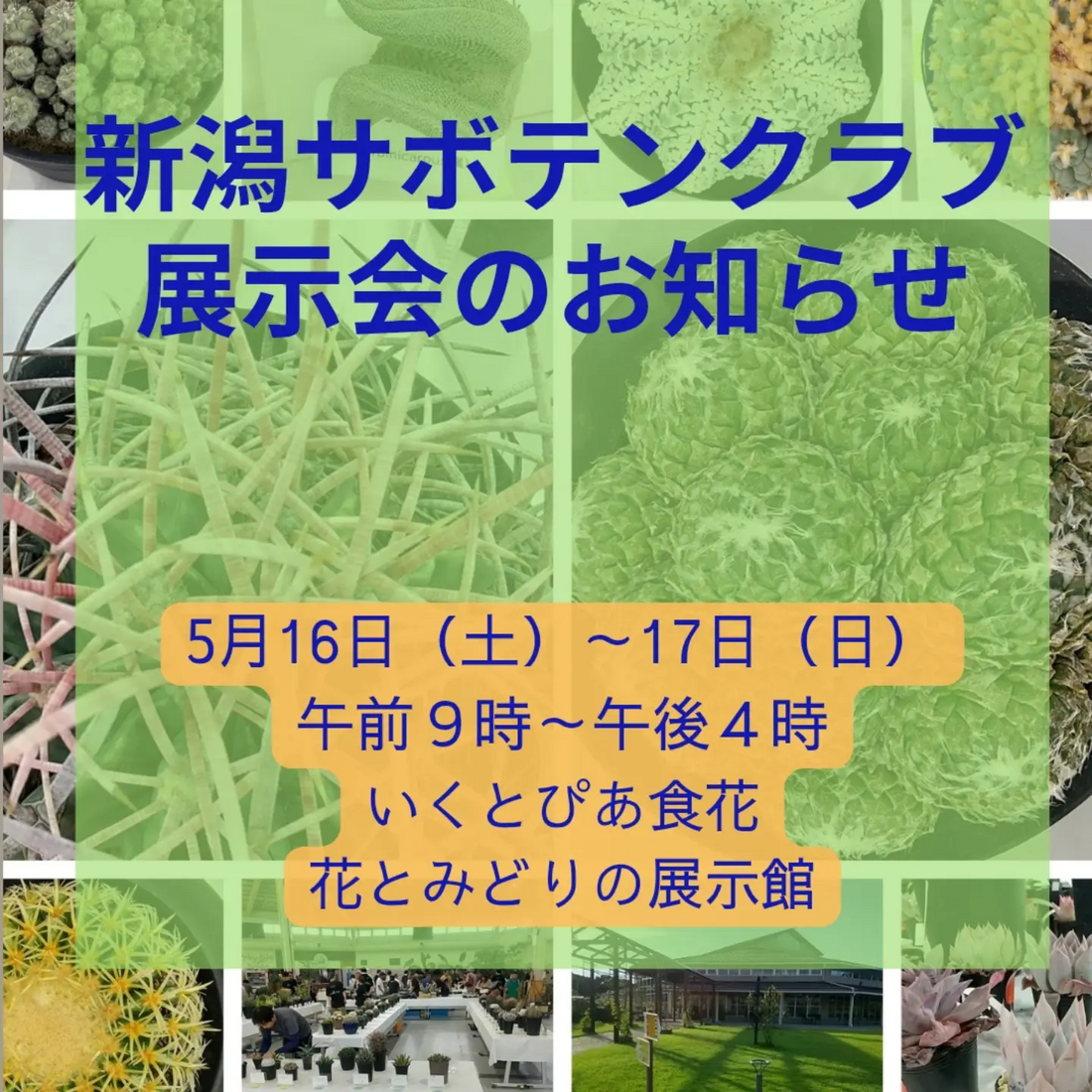 新潟サボテンクラブが新潟サボテンクラブ展示会2026を開催、会員株展示と余剰苗販売が新潟で実施