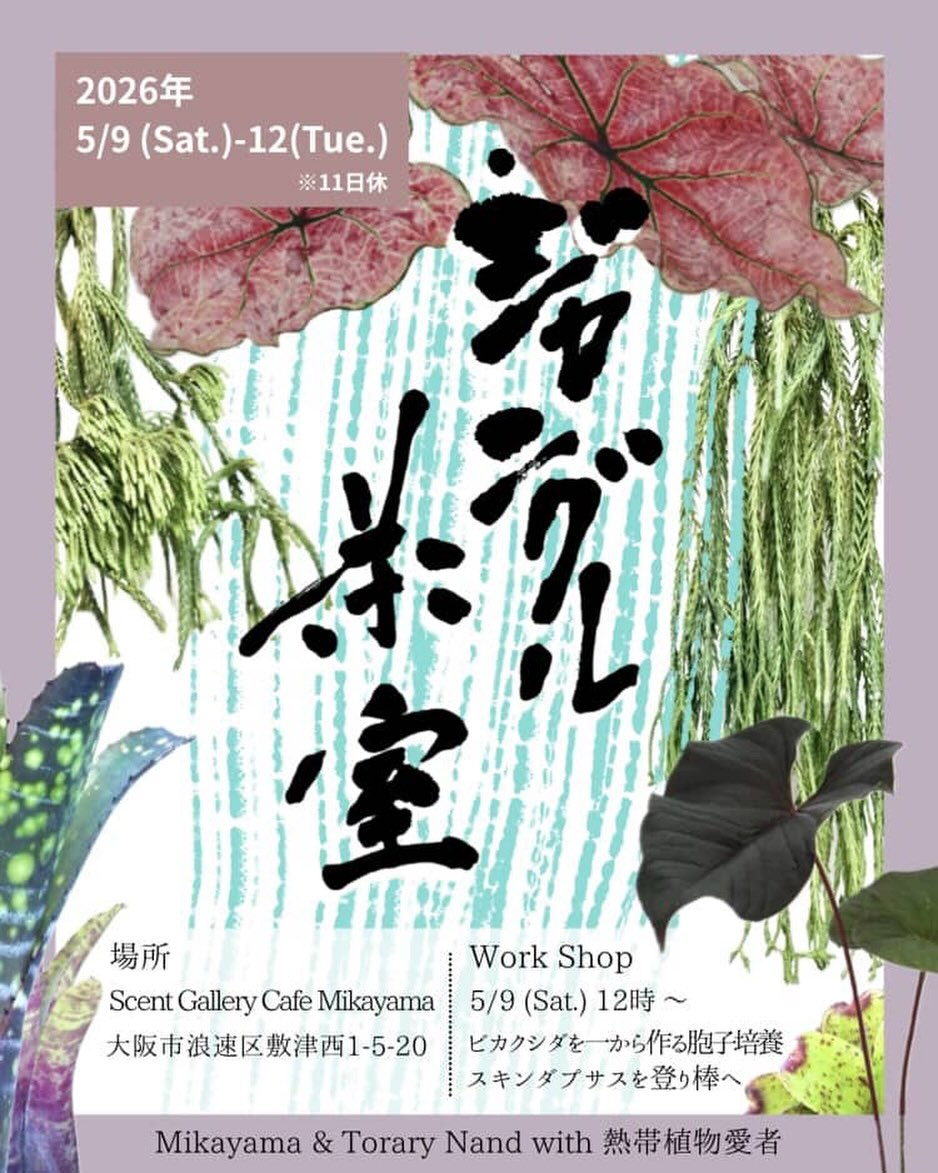 ジャングル茶室2026が大阪で開催、抹茶と音の体験や熱帯植物展示販売を実施