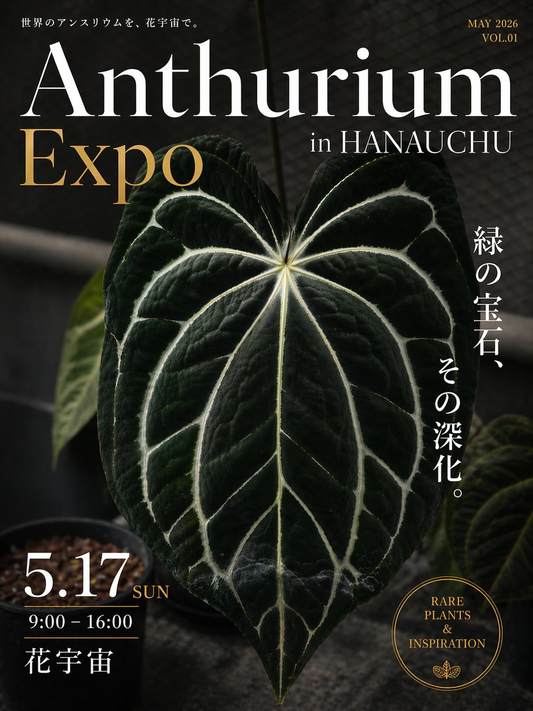 AnthuriumExpoinHANAUCHU2026が花宇宙で開催、タイ自社ナーセリーのアンスリューム株を展示販売