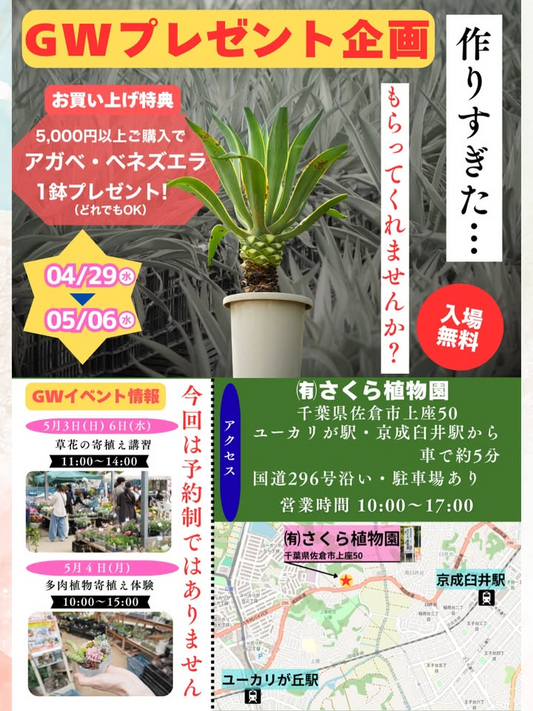 GWさくら植物園プレゼント企画2026が開催、アガベベネズエラ進呈と寄植え体験を実施