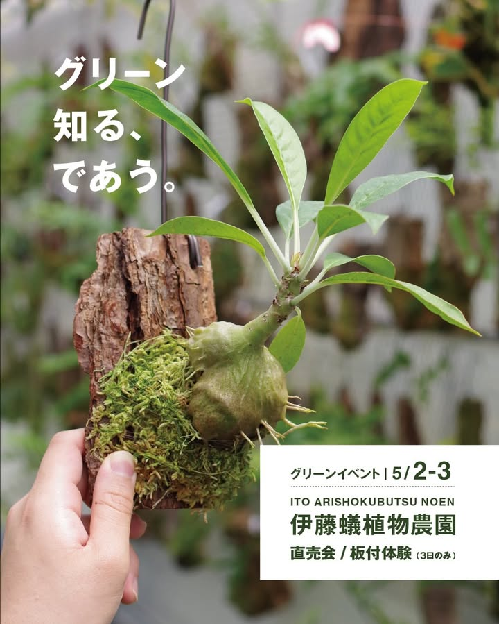 熱帯着生植物の板付けワークショップ2026が無印良品東京有明で開催、伊藤蟻植物農園の直売会も実施
