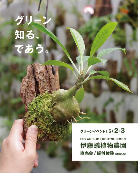 熱帯着生植物の板付けワークショップ2026が無印良品東京有明で開催、伊藤蟻植物農園の直売会も実施