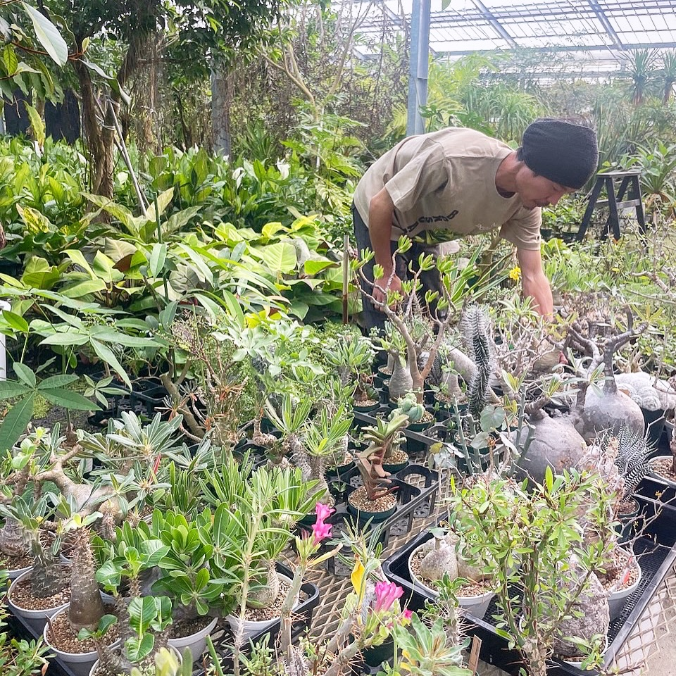 名護2026GWオープンハウス植物イベントが沖縄で開催、BOXSCAPEENの大温室展示販売とオークションを実施