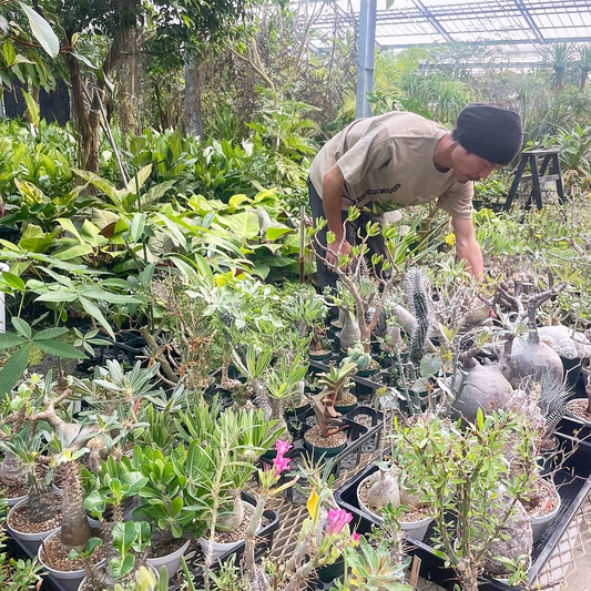 名護2026GWオープンハウス植物イベントが沖縄で開催、BOXSCAPEENの大温室展示販売とオークションを実施
