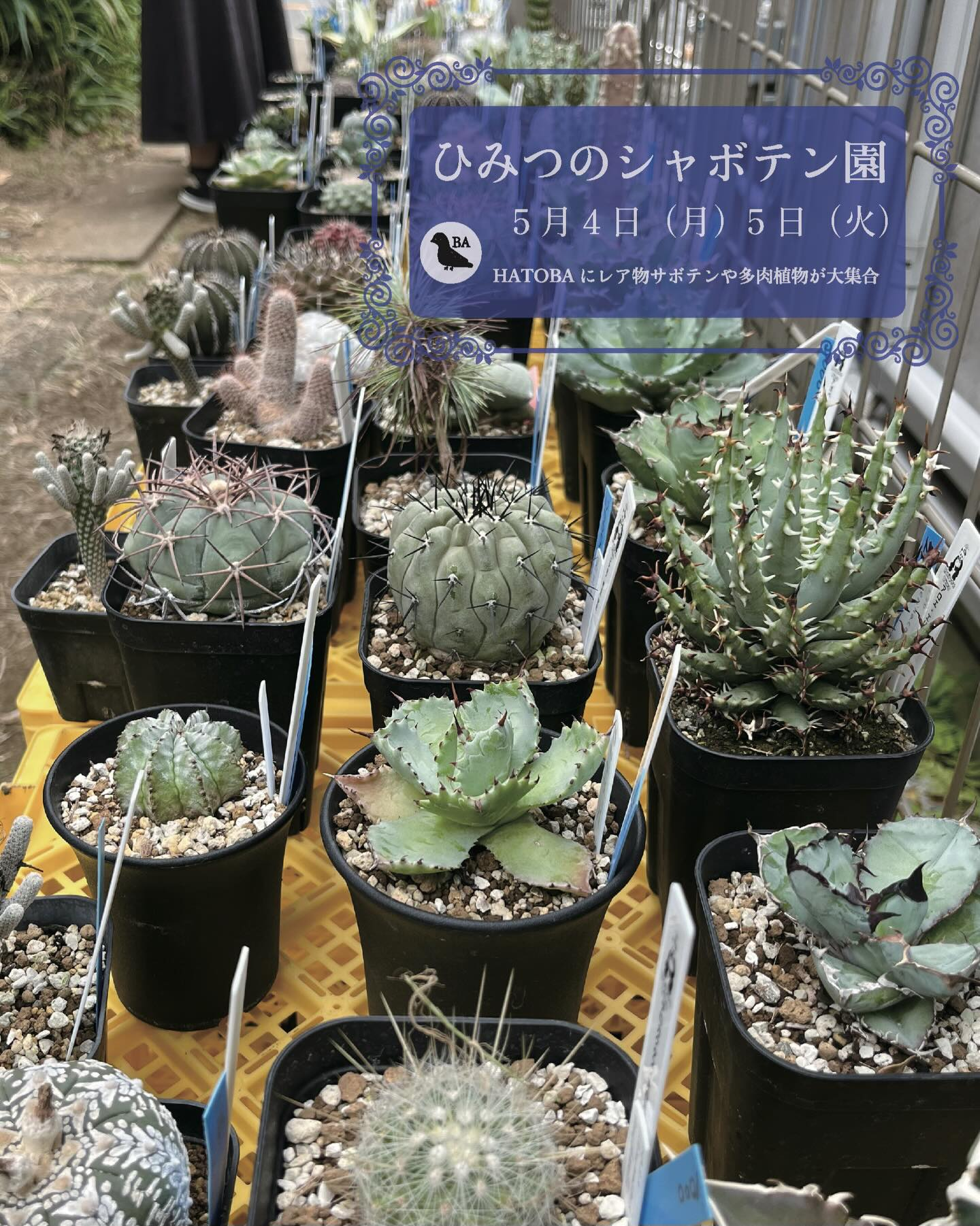 ひみつのシャボテン園2026がHATOBAで開催、レアなサボテンや多肉植物の ひみつのシャボテン園2026がHATOBAで開催、レアなサボテンや多肉植物の