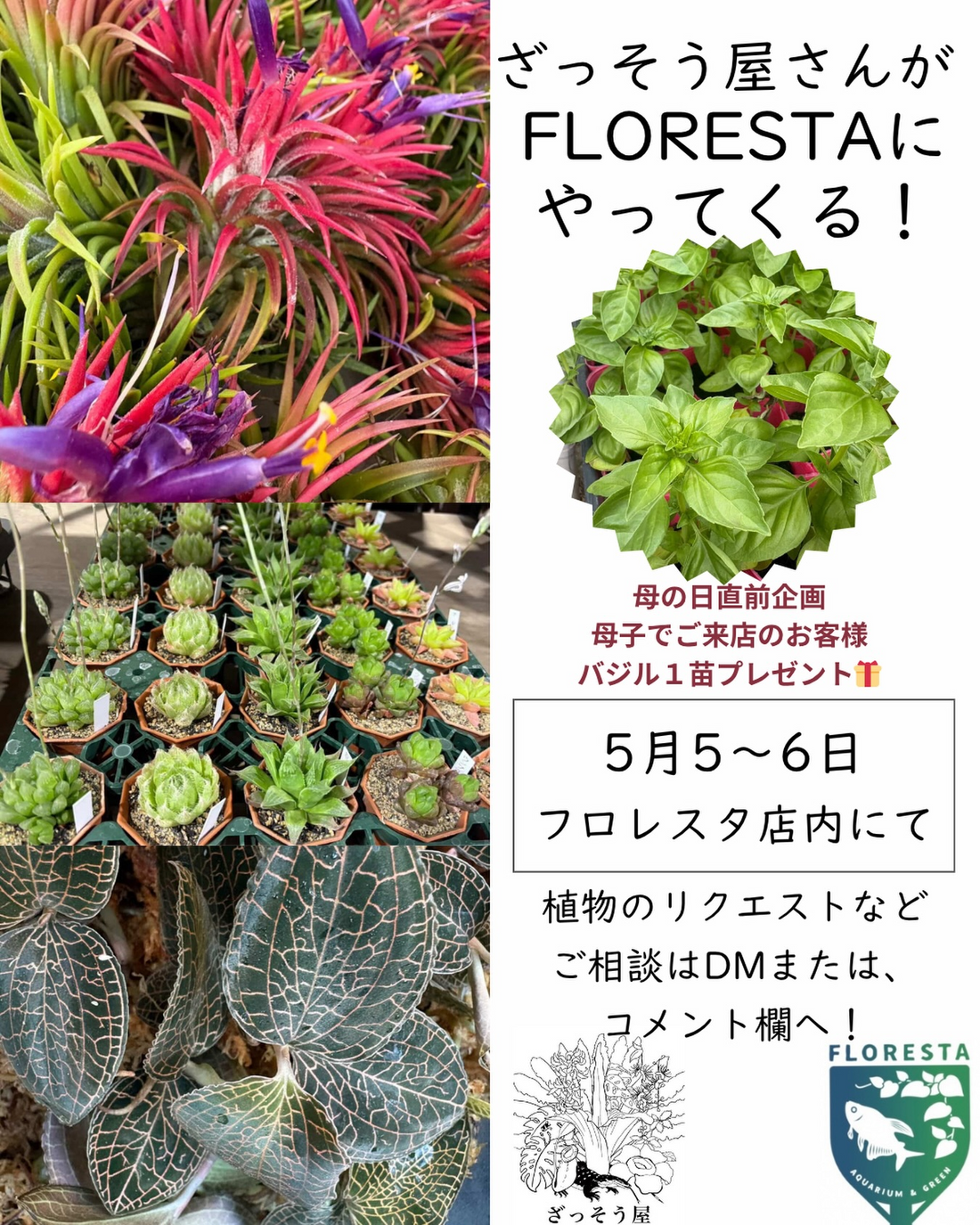 ざっそう屋さんがFLORESTAで植物企画を開催、母の日直前のバジル苗プレゼントも実施