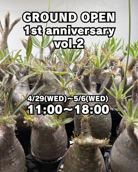 N3SELECTが2026年周年祭vol2を実施、パキポディウムグラキリス祭とWACODE即売会を開催