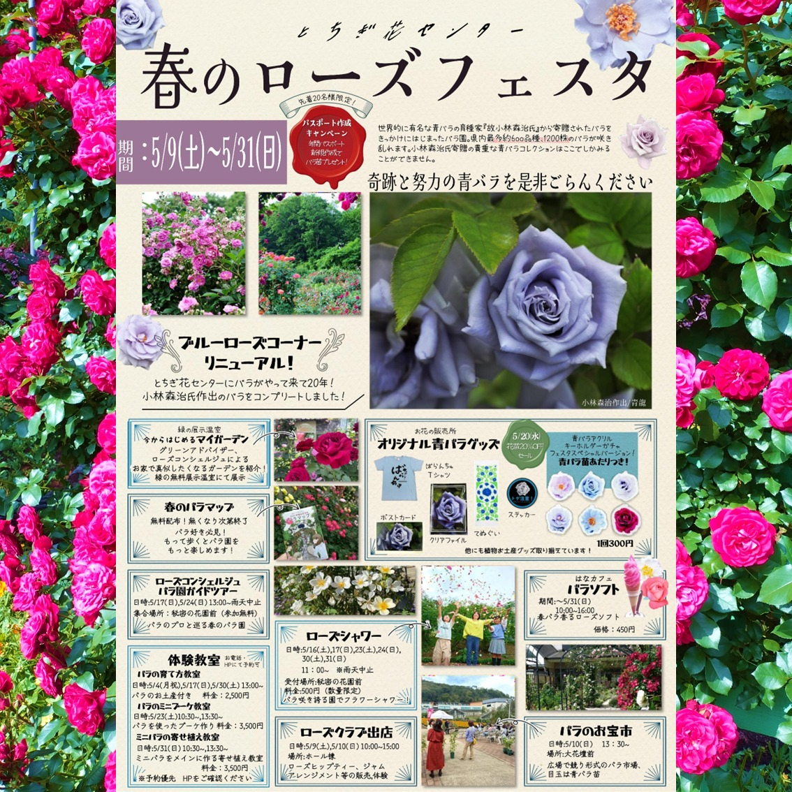 とちぎ花センターが春のローズフェスタ2026を開催、青バラ企画と体験