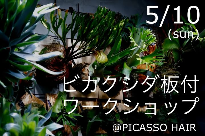 PICASSO HAIRが2026年ビカクシダ板付ワークショップを開催、30種類以上から選べる体験企画