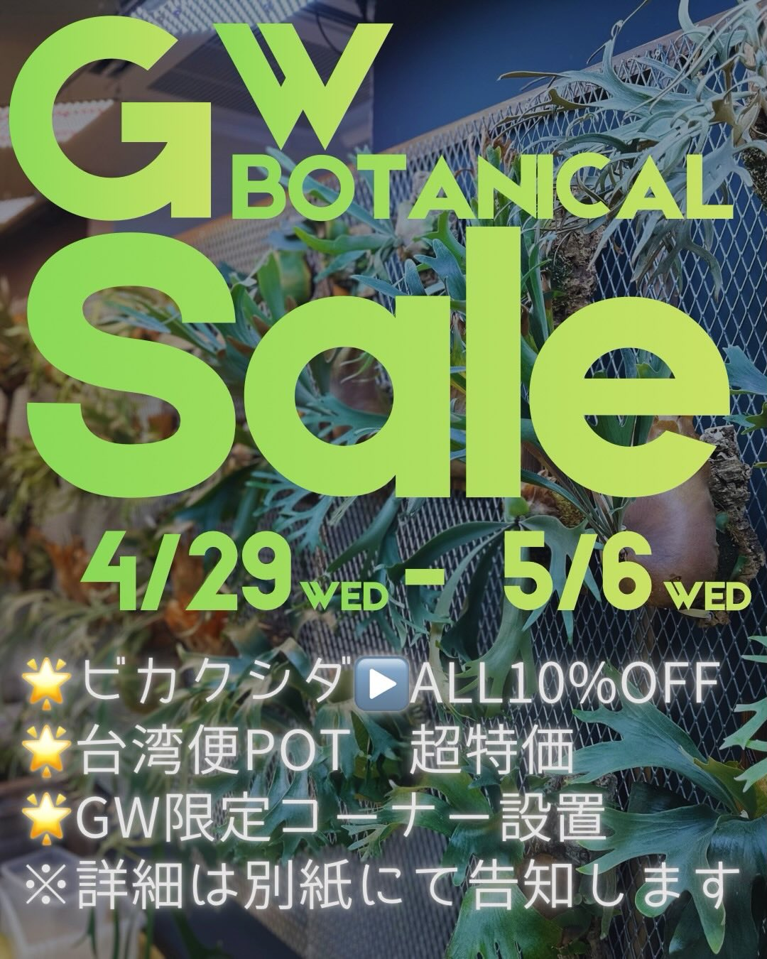 ROSSOが2026年GW BOTANICAL Saleを実施、ビカクシダ全株割引と台湾便 ROSSOが2026年GW BOTANICAL Saleを実施、ビカクシダ全株割引と台湾便