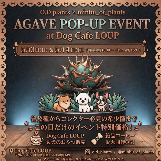 Agave POP-UP at Dog Cafe LOUPが2026年GWに開催、アガベ販売と犬連れカフェ時間を展開