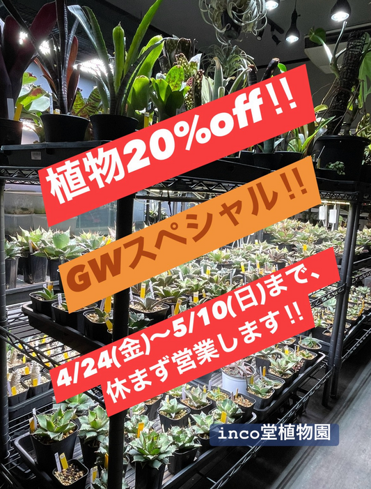 inco堂植物園が2026年GWスペシャルを実施、アガベやタンクブロメリアなど植物20%OFF企画