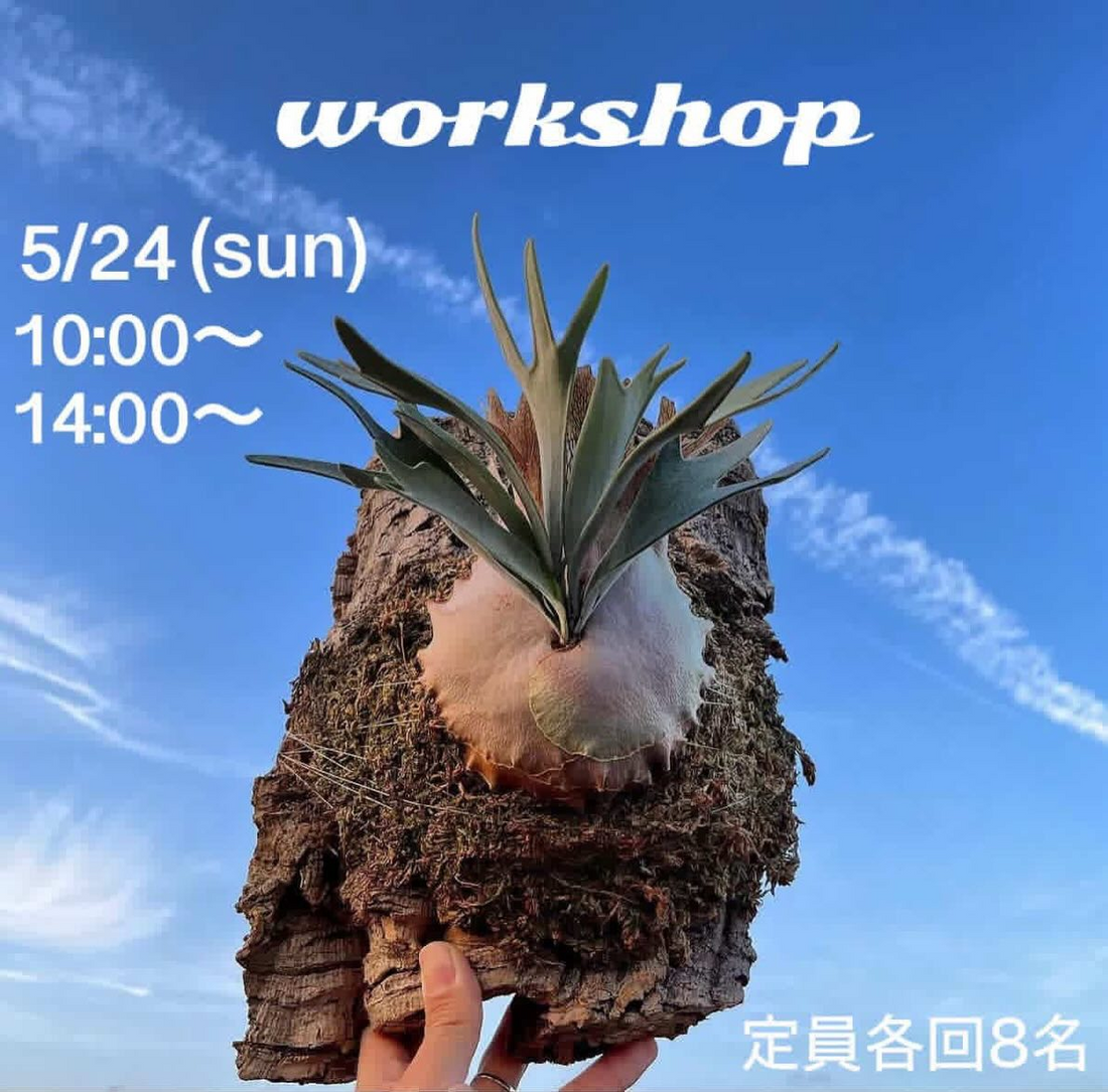 花伝が2026年ビカクシダ板付ワークショップを開催、KPN講師による育成