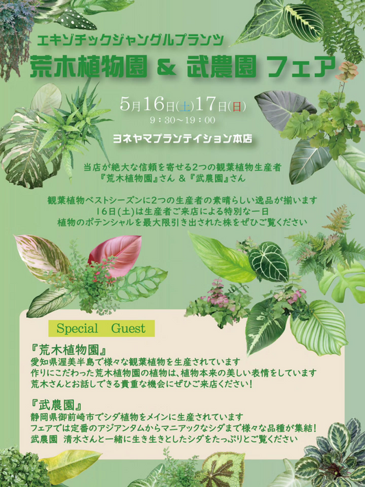 ヨネヤマプランテイション本店が2026年観葉植物フェアを開催、荒木植物園と武農園の逸品が集結