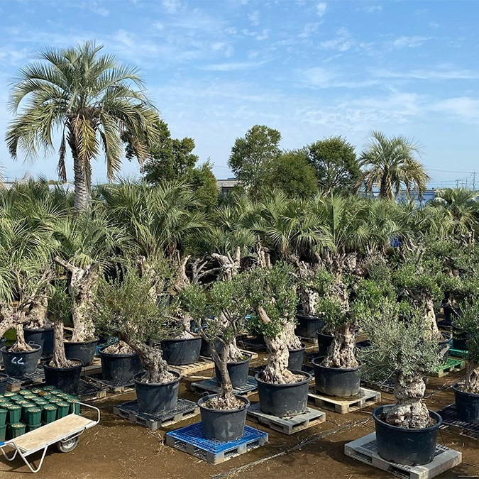 カユスタイルボタニカアトリエが2026年にグランドオープン、約500種20000本の希少植物を展開