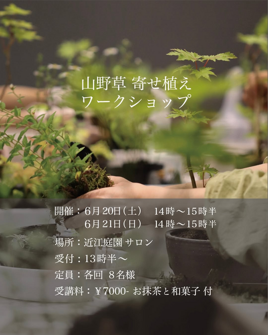 株式会社近江庭園が季節の山野草サロン販売会を開催、夏の寄せ植えワークショップと花苗直売に注目