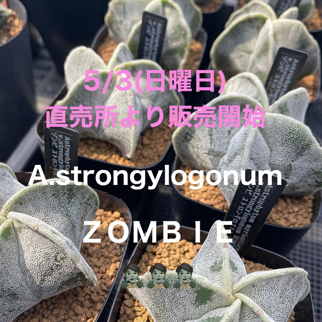 CORONCACTUSがGW直売イベントを開催、新作ゾンビストロンギ実生苗とマグマ亀甲ランポーに注目
