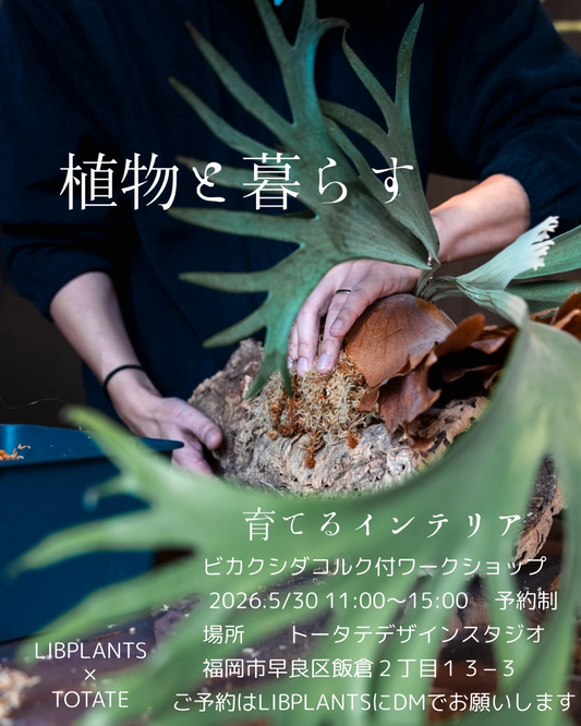LIBPLANTSとTOTATEがビカクシダコルク付ワークショップを開催、福岡で育てるインテリア作りを体験