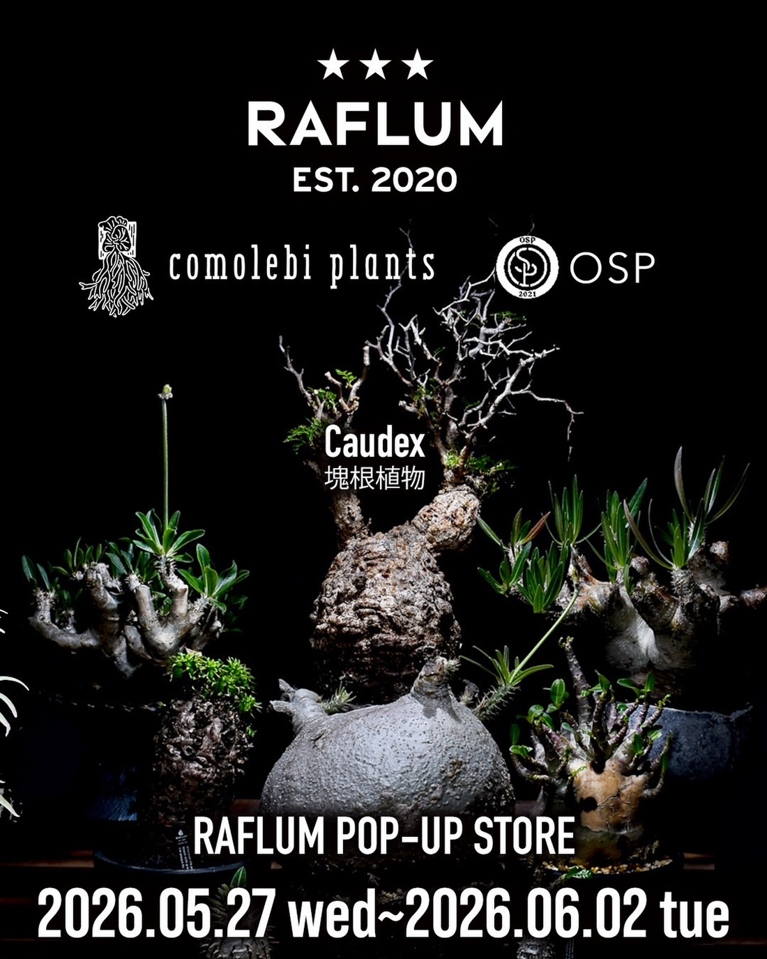 RAFLUMが阪急メンズ東京で2026年POPUPを開催、塊根植物とアガベと