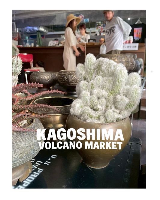 KAGOSHIMA VOLCANO MARKET2026がused shop OCTAで開催、植物と鉢とコーヒーと古着が集結