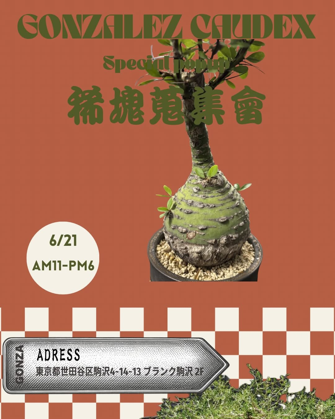 GONZALEZ CAUDEX Special popup稀塊蒐集會2026が駒沢で開催、世界各地の塊根植物を展示販売