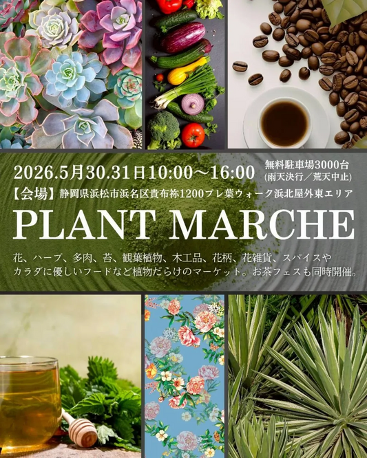 伏見大作戦vol.2 2026が京都伏見で開催、アガベやコーデックスなどのビザールプランツが集結