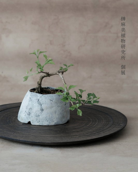 榊麻美植物研究所個展2026がokuで開催、山野草や盆栽や草編みなど植物に纏わる手仕事を紹介