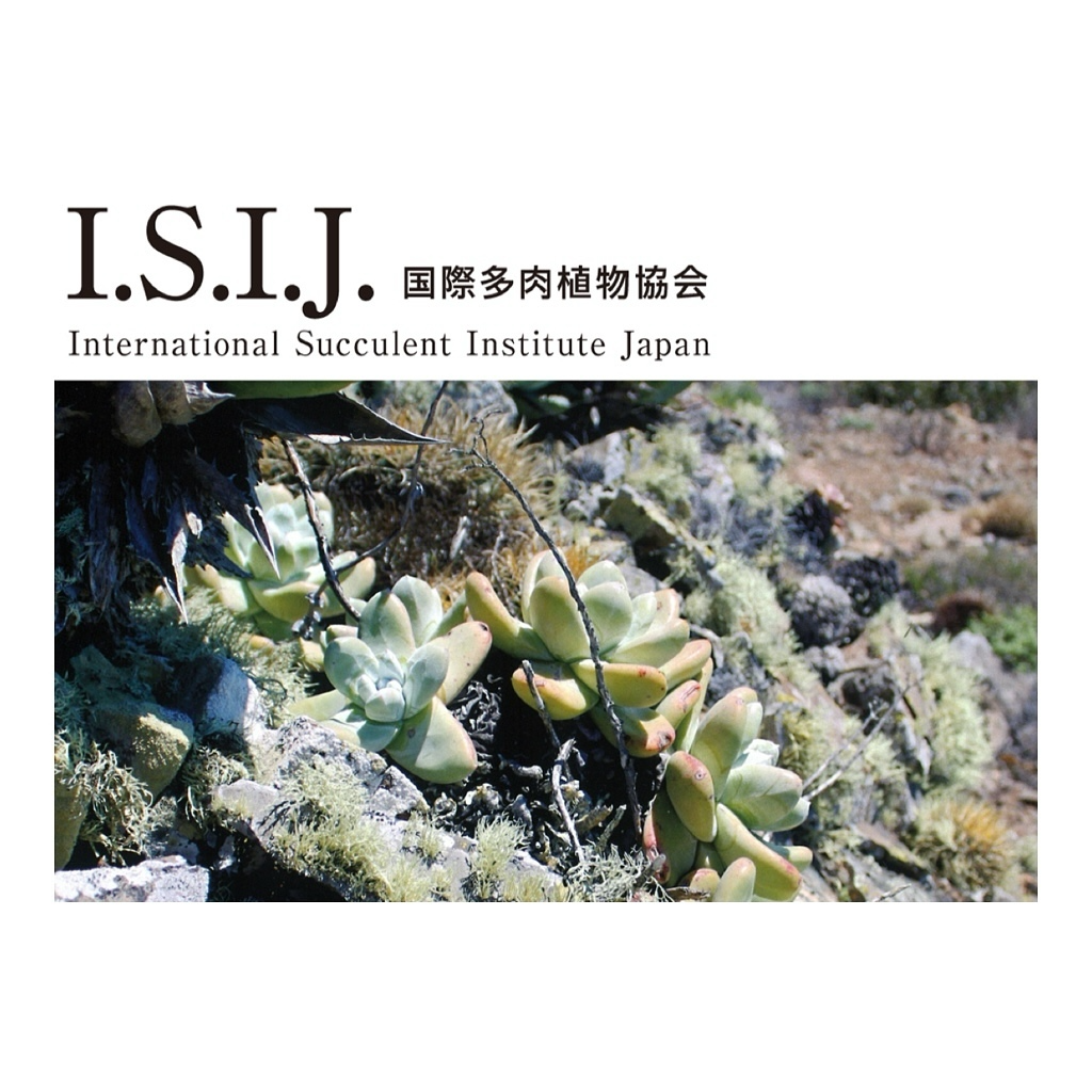 I.S.I.J.が五反田で新年サボテンバザールを開催、植物と植木鉢の特別セットと限定福袋を特価で提供