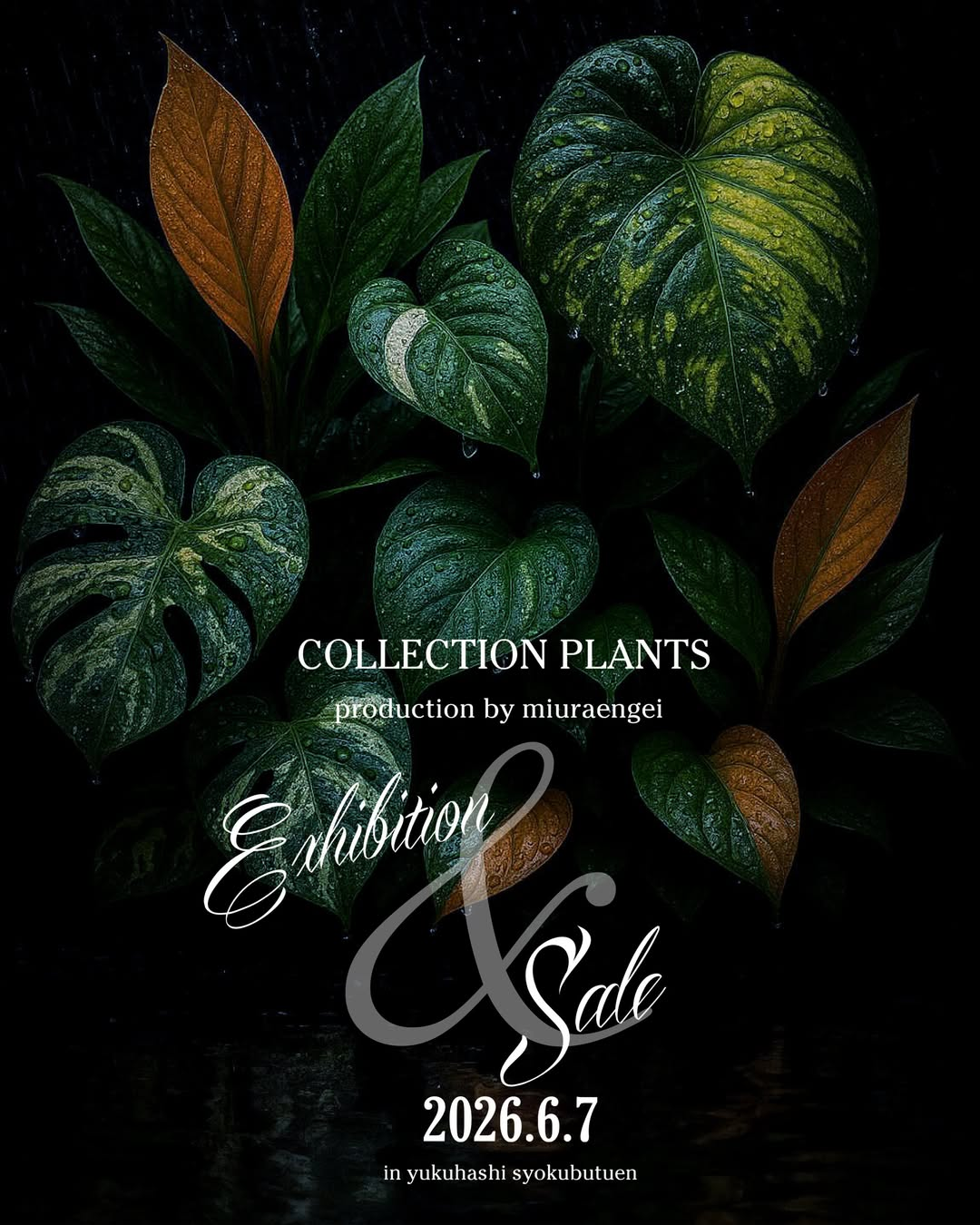COLLECTIONPLANTSproductionbymiuraengei2026がゆくはし植物園で開催、三浦基彰氏がアロイド系レア植物を限定販売