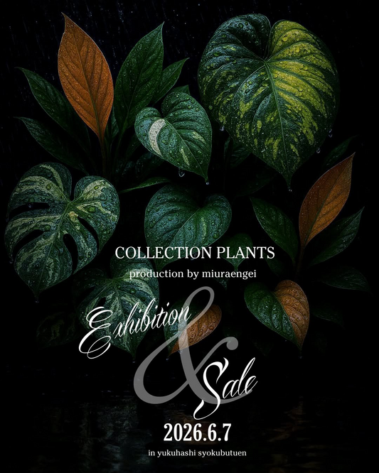 COLLECTIONPLANTSproductionbymiuraengei2026がゆくはし植物園で開催、三浦基彰氏がアロイド系レア植物を限定販売