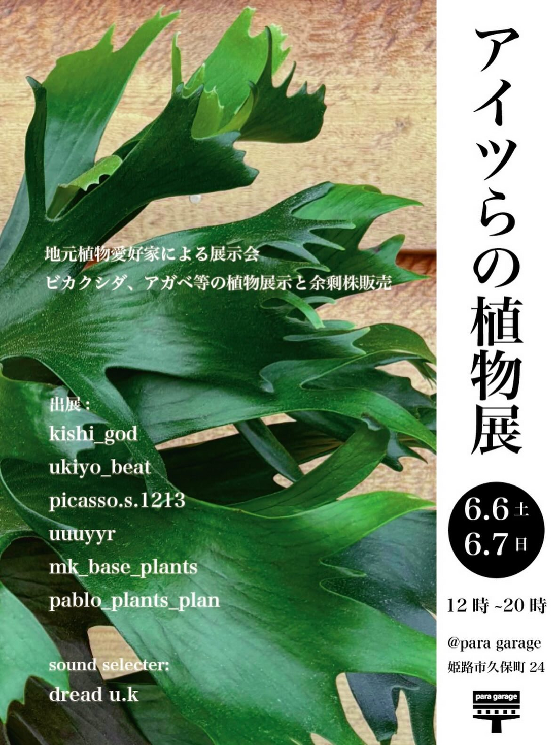 アイツらの植物展2026がparagarageで開催、地元植物愛好家のビカクシダ