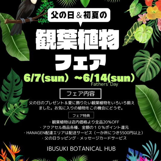 父の日初夏の観葉植物フェア2026がIbusukiBotanicalHub花源で開催、観葉植物全品20%OFFとギフト特典を実施