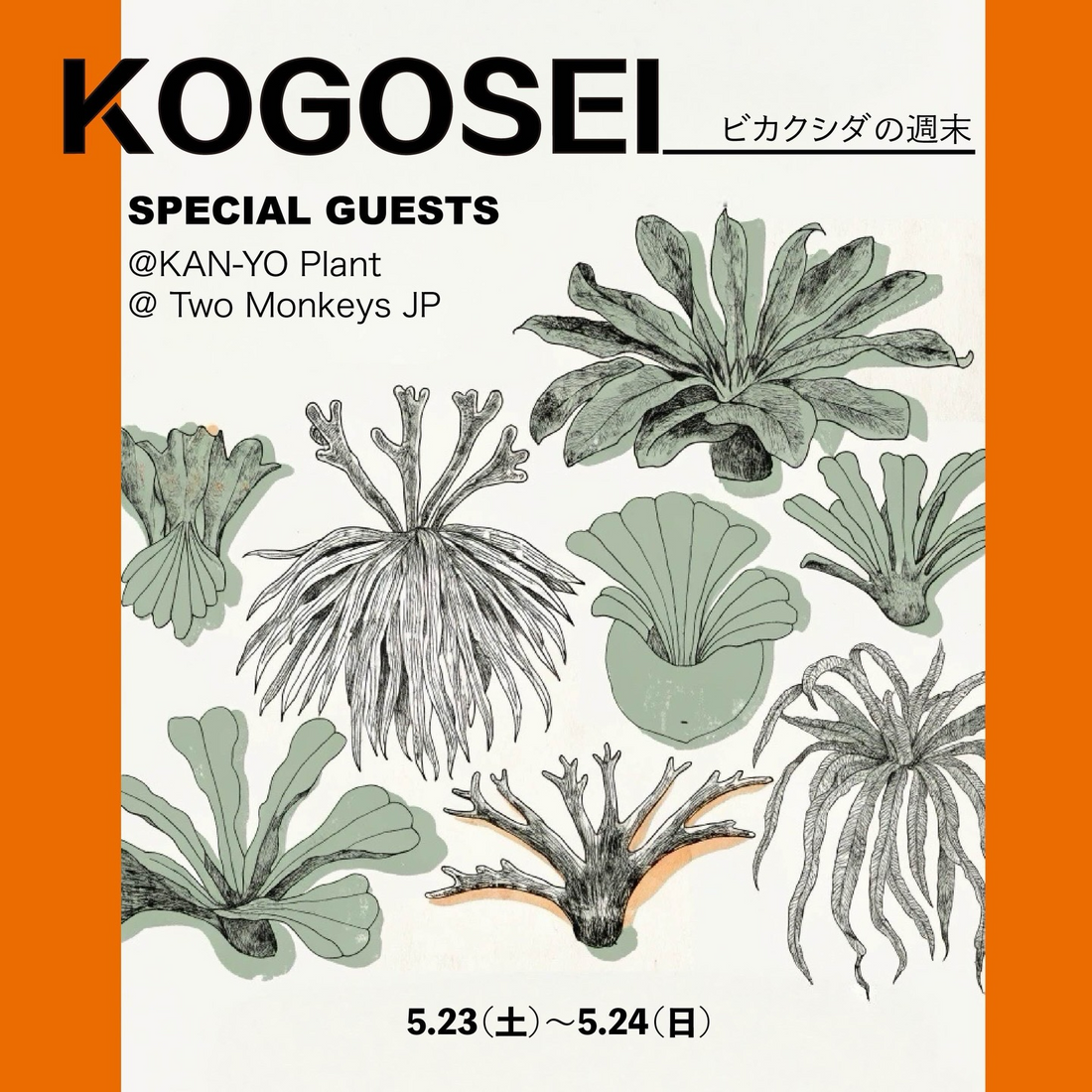最終値下げビカクシダ ビカクシダの週末2026がKOGOSEIで開催、2組のゲストによる展示販売を