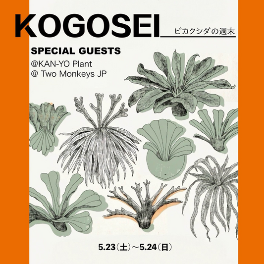 ビカクシダの週末2026がKOGOSEIで開催、2組のゲストによる展示販売を実施