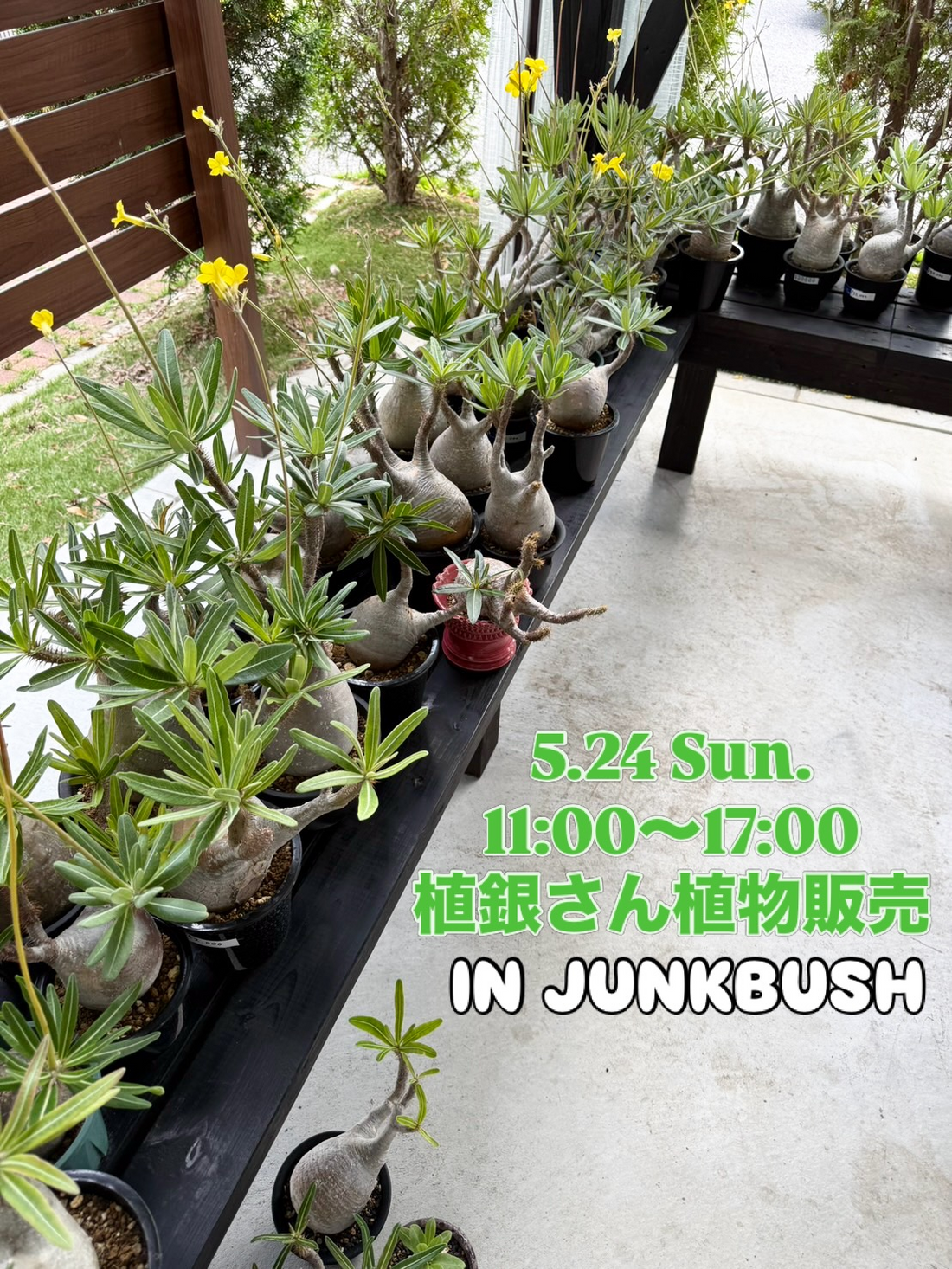 植物屋植銀による販売会2026がJUNKBUSHで開催、アガベと塊根植物とエケベリアを販売