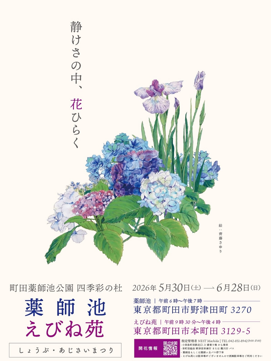 しょうぶあじさいまつり2026が町田薬師池公園で開催、花ショウブとアジサイが初夏の見頃に