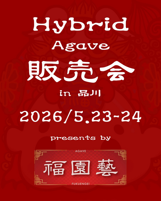 Hybrid Agave販売会 in 品川が2026年5月に開催、AGAVE福園藝FUKUENGEIの単独販売会を実施