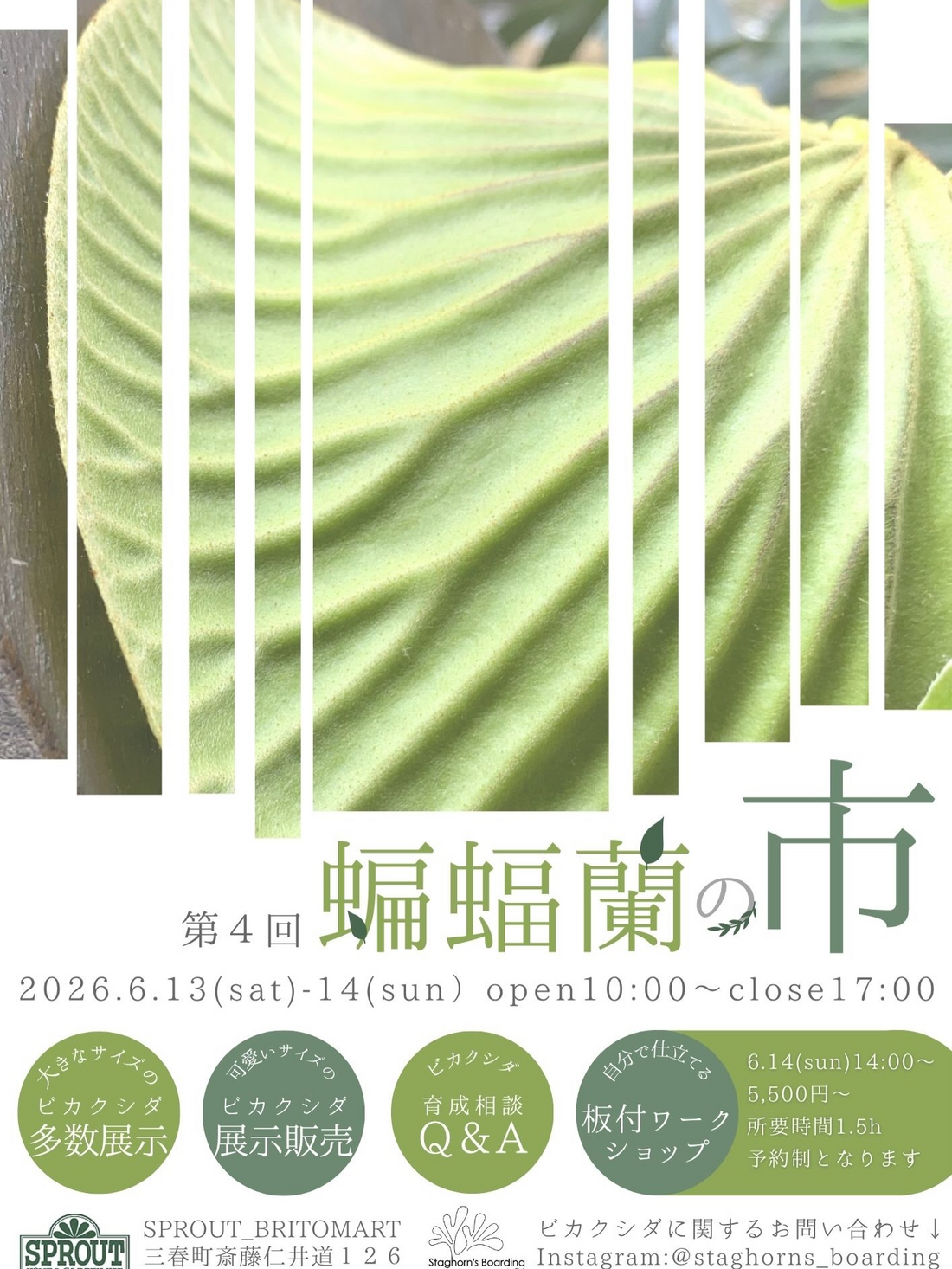 第4回蝙蝠蘭の市が2026年にSPROUTBRITOMART店で開催、ビカクシダの展示販売と板付体験を実施