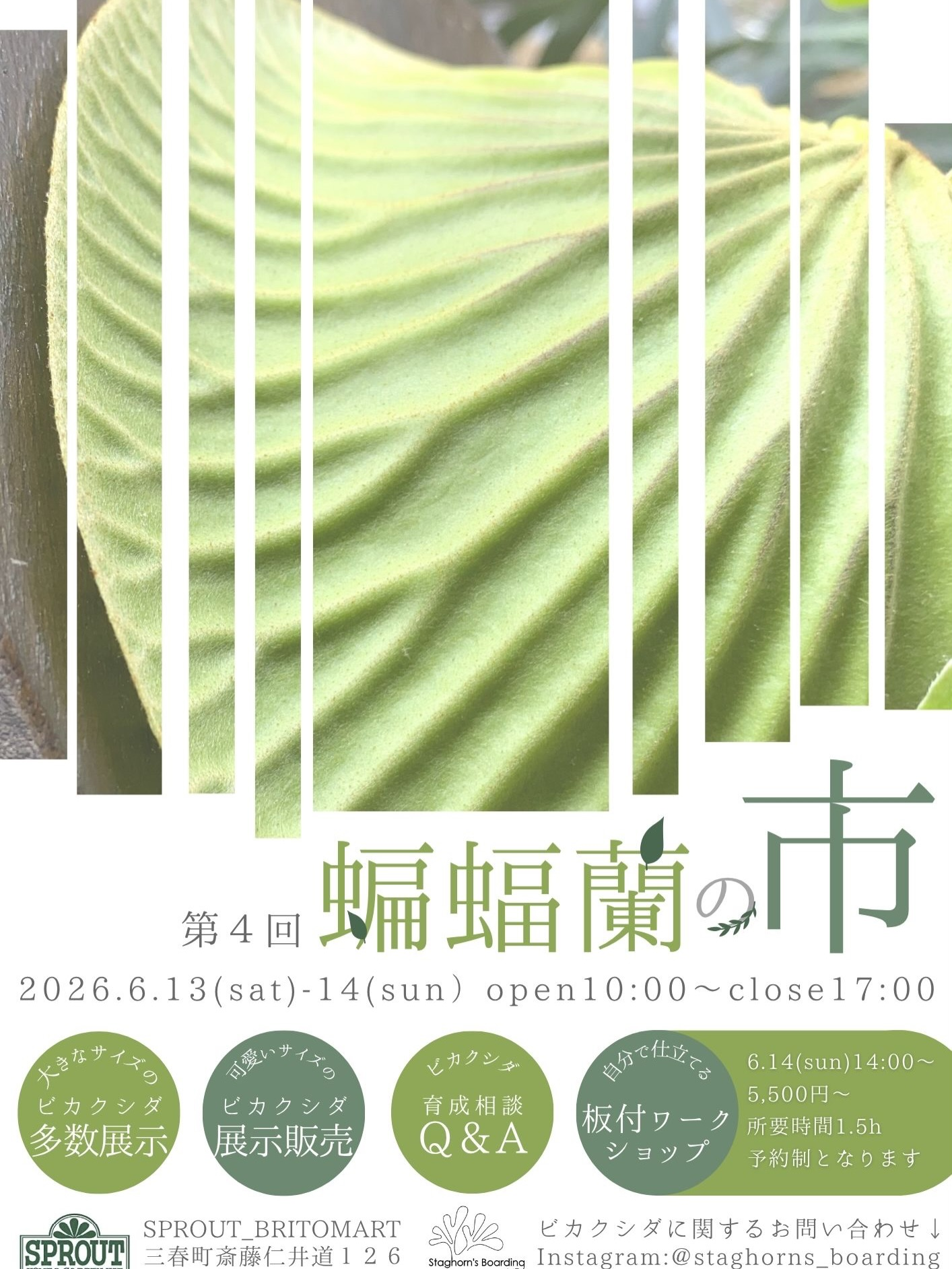 第4回蝙蝠蘭の市が2026年にSPROUTBRITOMART店で開催、ビカクシダの展示