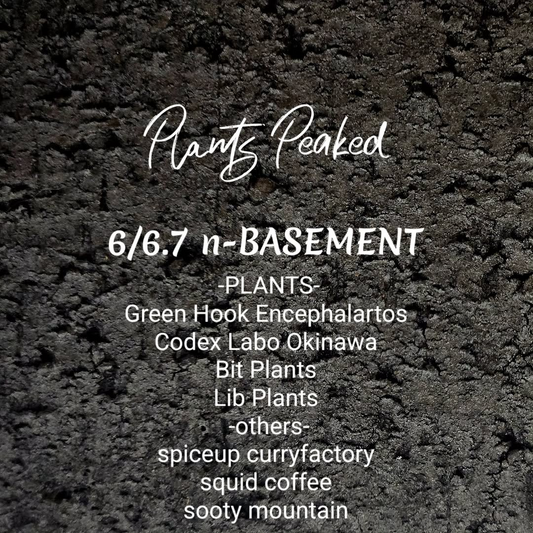 PlantsPeakedが2026年にnBASEMENTで開催、パキプスやグラキリスの専門出展が集結