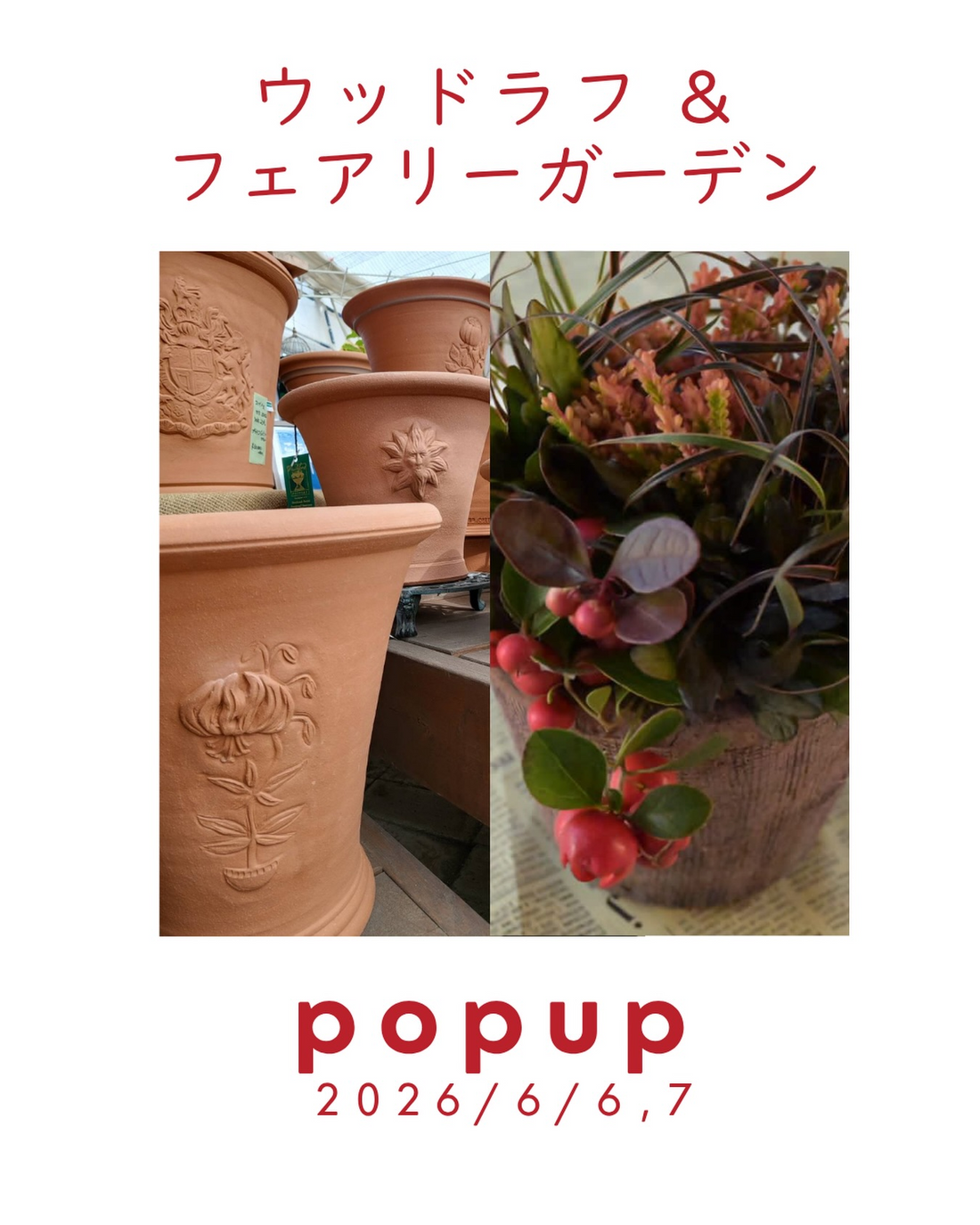 Top【選抜株】多肉植物 15427ディープ フォレスト 36個 鉢無し/脱土 Top【選抜株】多肉植物 15427ディープ フォレスト 36個 鉢無し/脱土