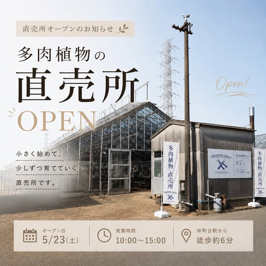 多肉植物の直売所が2026年に横浜市都筑区でオープン、セダムや交配種の販売が地域の植物愛好家に向けて開始