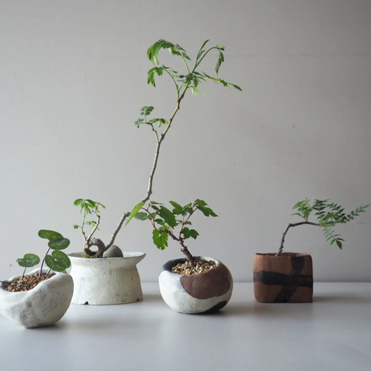 榊麻美植物研究所展が2026年に東京okuで開催、初夏の植物展示と盆栽ワークショップを実施