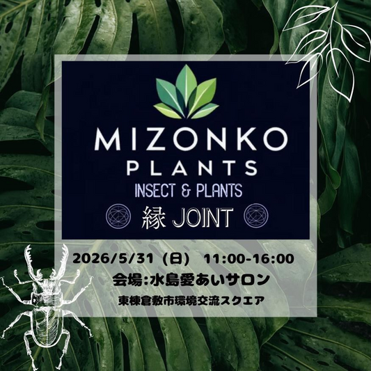 MIZONKO PLANTS INSECT & PLANTS 縁 JOINTが2026年に開催、ビカクシダWSと昆虫抽選会を実施