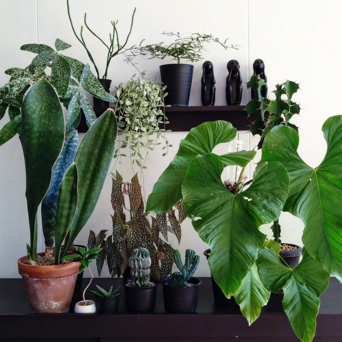 植物販売会が2026年にヒグチ青果大歳店とPELO FACTORYで開催、約50鉢の植物と蘭系植物を販売