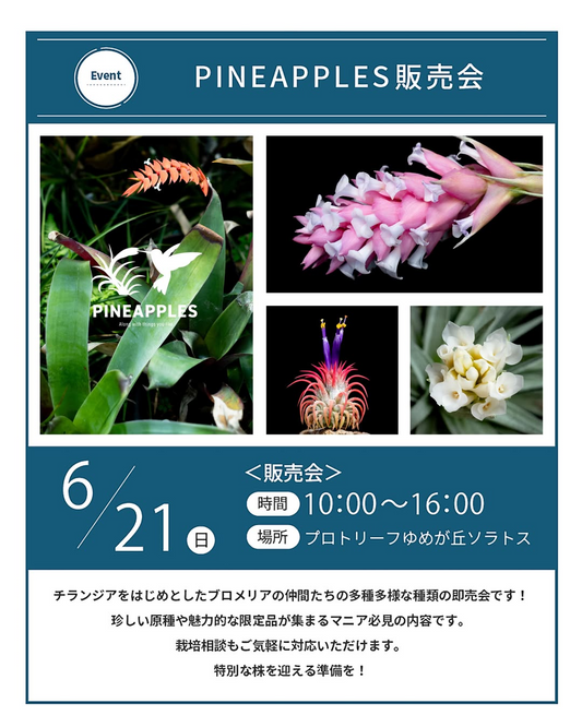 ブロメリア科植物PINEAPPLESブロメリア即売会が2026年に開催、チランジアや限定株が集結