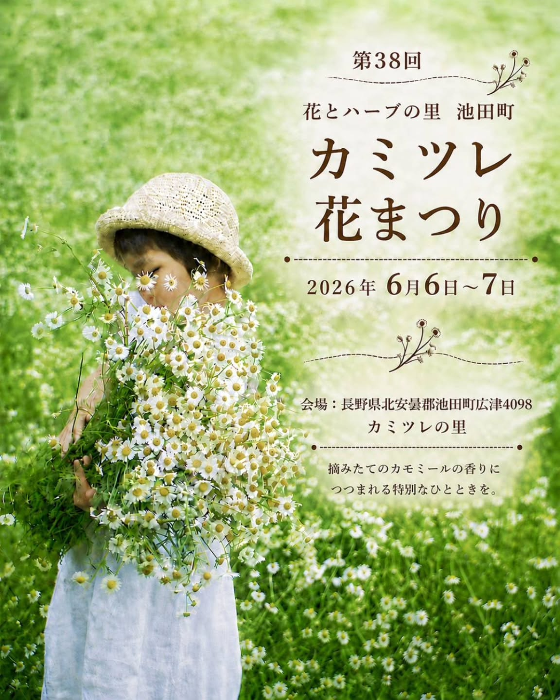 第38回いけだまちひろつカミツレ花まつりが2026年に開催、満開の
