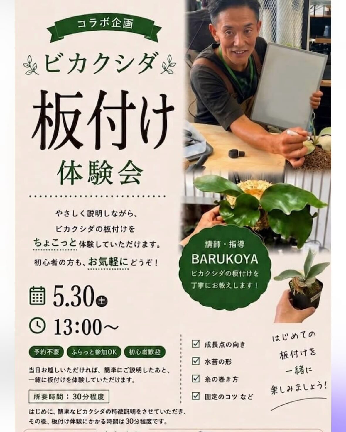 BARUKOYAビカクシダ板付け体験会が2026年に伊木山ガーデンで開催、初心者向けに着生板への固定を指導 - リーフラ編集部