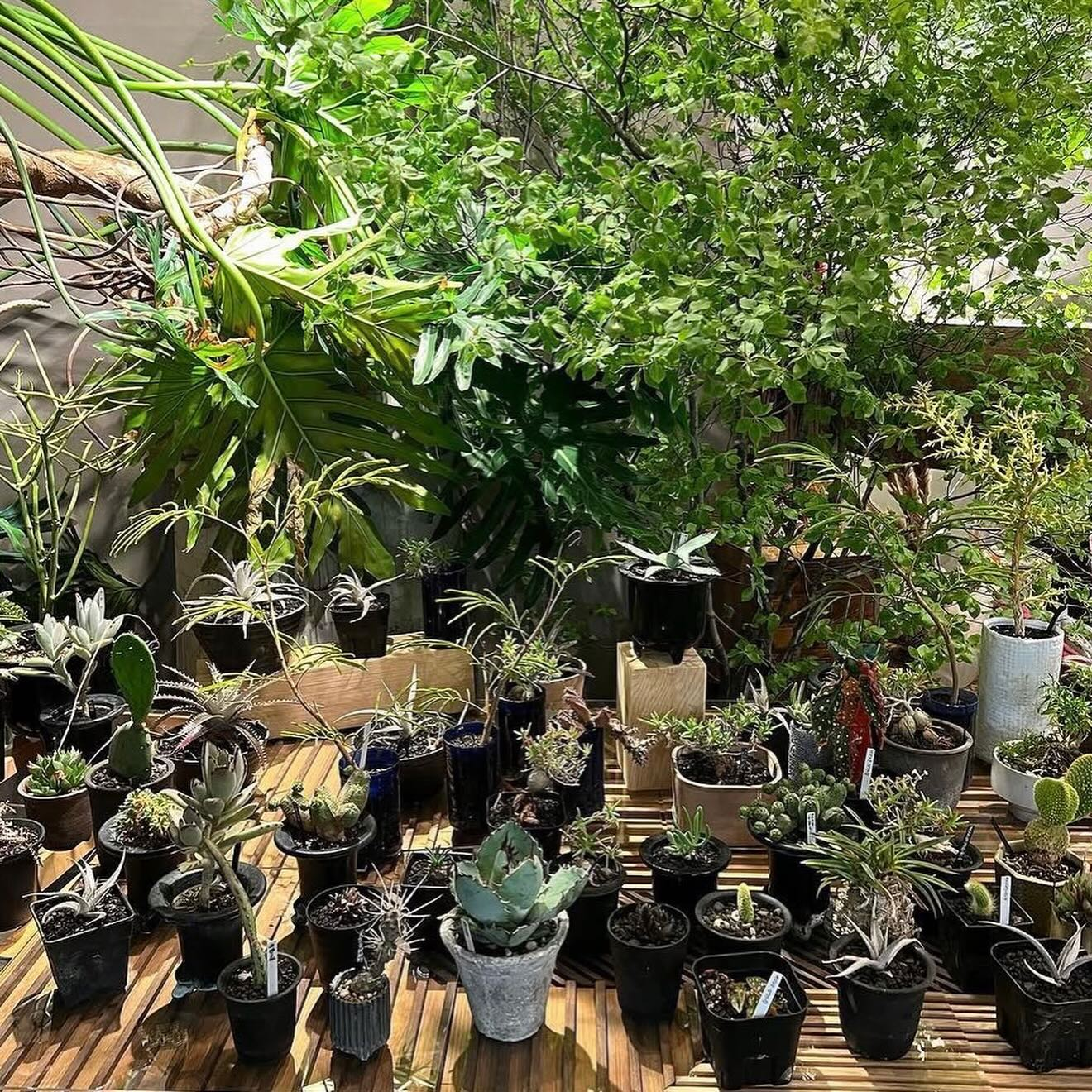 SOL styleがモノマチ2026で植物販売を実施、デザイン事務所の試作サンプルも登場 - リーフラ編集部